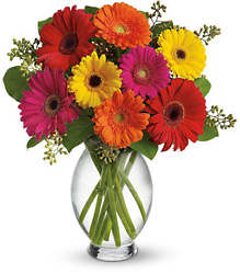 Teleflora's Gerbera Brights from Olney's Flowers of Rome in Rome, NY